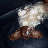 Dit is Kyra, onze tweede hond, dit is de moeder van Ayka.