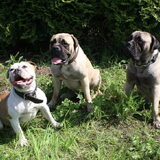 Babs(Old English Bulldog) Miepie en Kate de Bull Mastiff zusjes