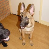 Hier was Rex nog een jonge knul. December 2007
