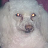 Joeki