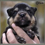 Onze puppy! Lief koppie...