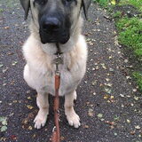 Foto van Charmayne & Diesel