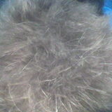 Doffe vacht van eiwit allergie.