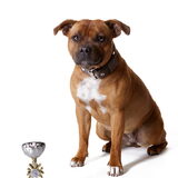 Daisy, 3e prijs op de Staffordtimes 2013 in de jonge honden klasse.