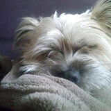 lieve kleine slaapkop
