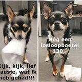Het wordt tijd om een andere hobby te zoeken voor Twinko.