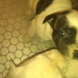De kleine Tailer! Wat een cutebeest!