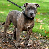Foto van Staffie love