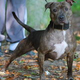 Foto van Staffie love
