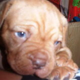 hier is bo 27/28 dagen oud...