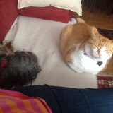 Lance en Rosske .. Echte vrienden neen...beetje later is de poes vd…
