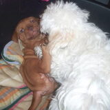 Aaah Bo met Toetie spelen