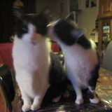 Jip knuffelt met haar broer Jop