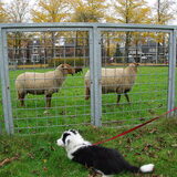 Bodhi bij de schapen. Hij heeft wel even naar de schapen geloerd, maar…