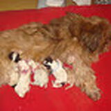Misty met de pups, ongeveer een uurtje na de bevalling