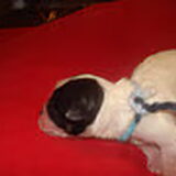 Pup 5: reutje