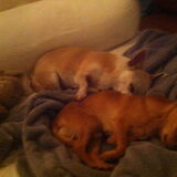 Foto van susan,paris&bentley