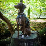 Vanmiddag een lange wandeling in het Leuvenumse Bos gemaakt. En even…
