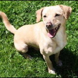 20-10-13 Vermist in Noordwijk (strand) Loekie