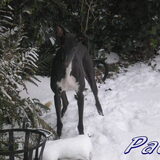 Paco lekker spelen in de sneeuw