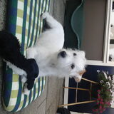 Mijn jack met zijn stinkdier, wil hem ook mee uit wandelen nemen, dit…
