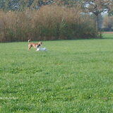 waar is die frisbi nu toch.