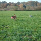 Turbo is aan het spelen met een herder/stafort,samen met de fribi…