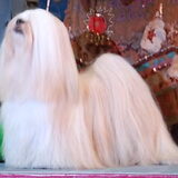 Lhasa Apso Nikita Kennel Close To Perfection. Best in show Bleiswijk…