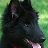 Frodo 2,5 maand