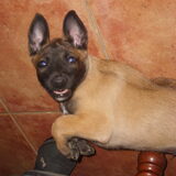 Onze Gremlin