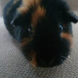 Mijn cavia 'Spotty' I mis you