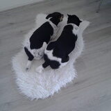 Samen koekjes Eten