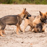 Foto van De Mecheltjes clan