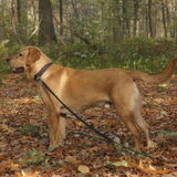 Lou'ke in de bos