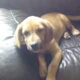 Yuka aan het chillen in de sofa :)