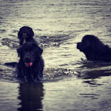 Foto van Anouk & Balou<3