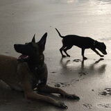 Senna & Spike