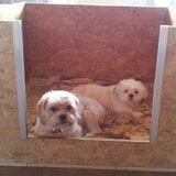 Bambi met haar vriendje Rocky(de hond van mijn moeder die haar ook…