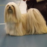 Lhasa Apso Nikita.Kennel Close To Perfection