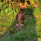 Foto van Pumba
