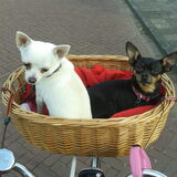 Foto van Jantina, Laila & Luna