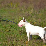 Foto van Hannah & Bink† en Beertje