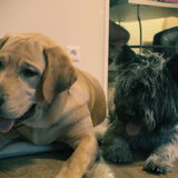 Foto van Goele & Cas