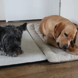 Foto van Goele & Cas