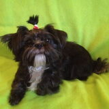 Kruising malthezer/shih tzu/yorkse terrier.