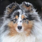Faya in de sneeuw