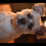 Foto van ferdi en roxy