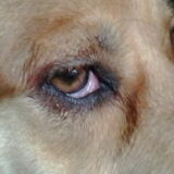 Ontstoken oog 5-11-13