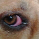 Ontstoken oog 5-11-13