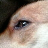 goede oog 5-11-13